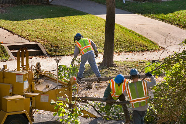 Professional Tree Removal in Payne, OH