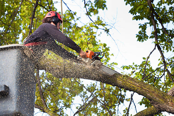 Lawn Pest Prevention in Payne, OH